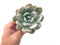 Echeveria 'Ivory' 4" Powdery Succulent Plant