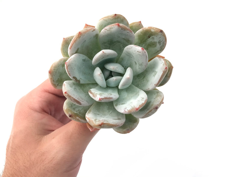 Echeveria 'Ivory' 4" Powdery Succulent Plant