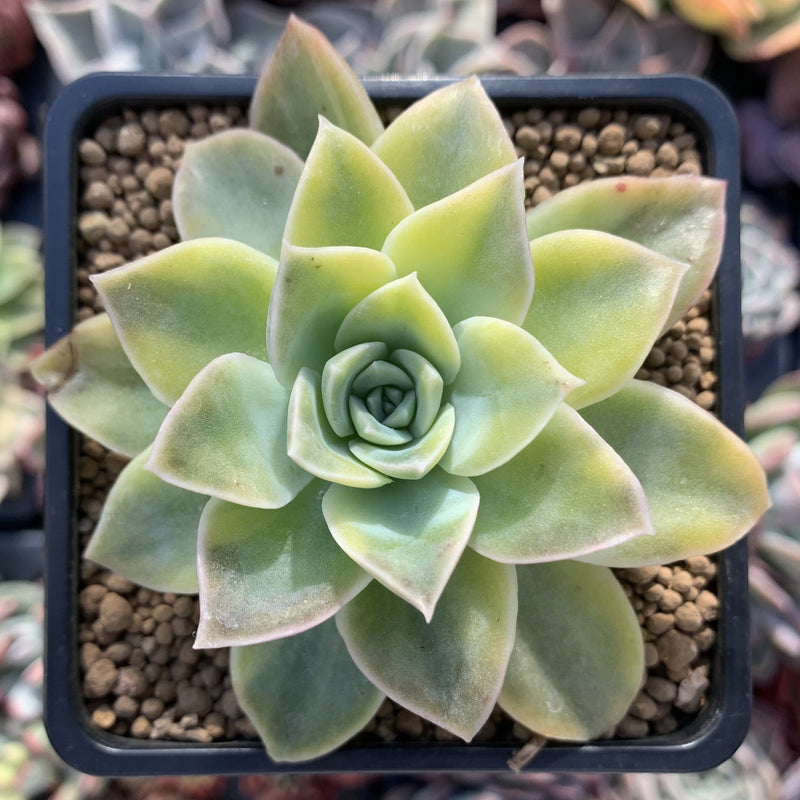 Graptoveria 'Harry Watson' 3" Succulent Plant