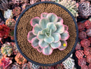 Echeveria 'Secunda' Variegated 4” Rare Succulent Plant