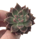 Echeveria sp. 1" Succulent Plant