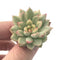 Echeveria 'Mebina' Variegated 1" Succulent Plant