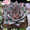 Echeveria 'Red Dragon' 2"-3" Succulent Plant