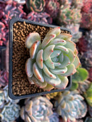 Echeveria 'Laui' Hybrid 2" Succulent Plant