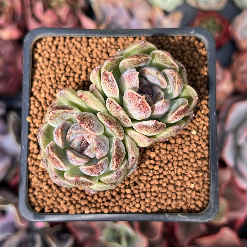 Echeveria 'Amethyst' 2" Cluster Succulent Plant