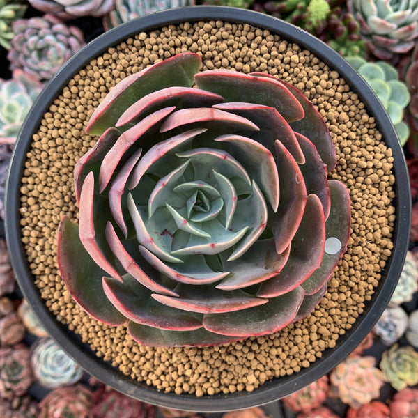 Echeveria 'Muesli' 4"-5" Large Succulent Plant