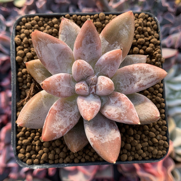 Echeveria 'Tolimanensis' 2"-3" Succulent Plant