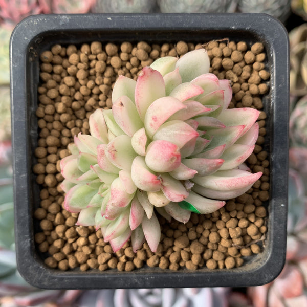 Echeveria 'Mebina' Variegated 1" Small Succulent Plant