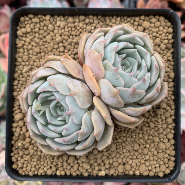 Echeveria sp. 3" Cluster Succulent Plant