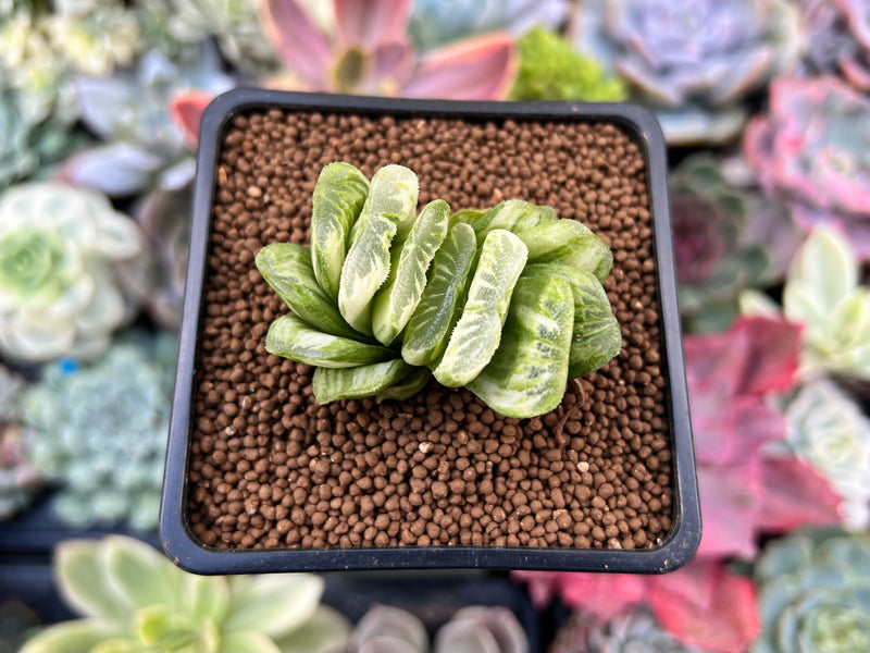 Haworthia Truncata Variegated 1"-2" Succulent Plant