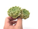 Echeveria 'Onslow' Cluster 1"-2" Rare Succulent Plant