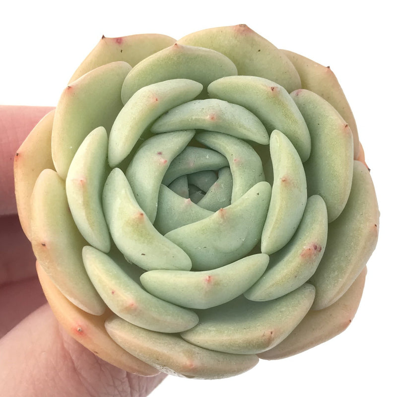 Echeveria 'Gold Cream' 3" New Hybrid Succulent Plant