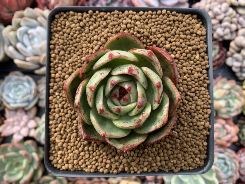 Echeveria Agavoides 'Salu' Round Leaf Clone 2"-3" Succulent Plant