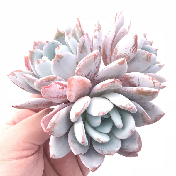 Echeveria Ivory 5” Cluster Rare Succulent Plant