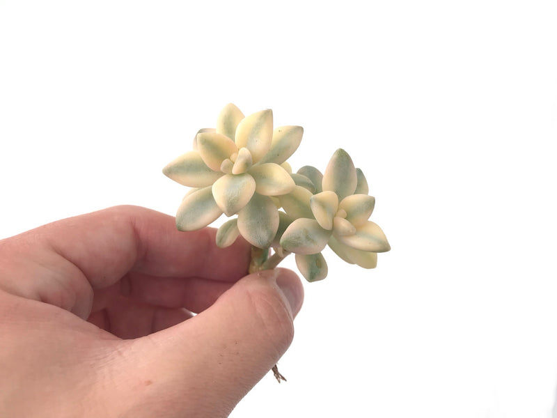 Graptoveria 'TItubans' Cluster Variegated 2" Succulent Plant