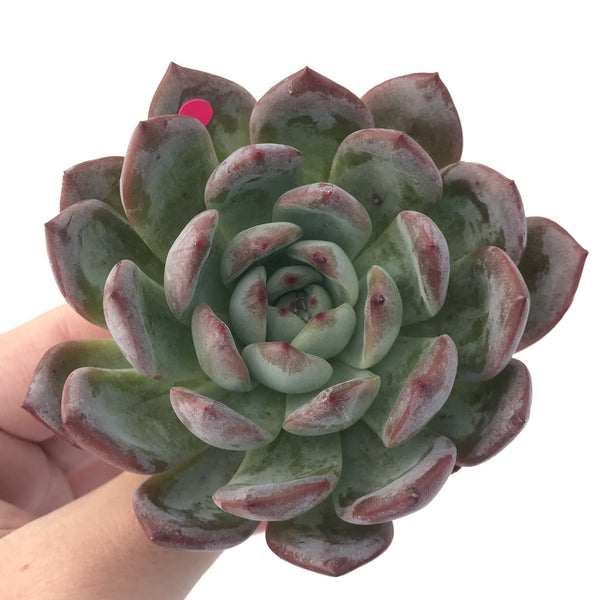 Echeveria 'Starmark' 3"-4" Powdery Succulent Plant