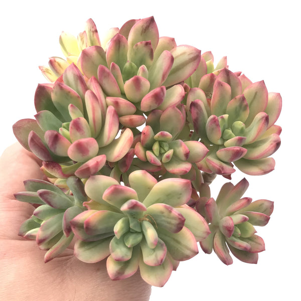 Echeveria ‘Minibelle’ Variegated Large Cluster 5”-6” Rare Succulent Plant