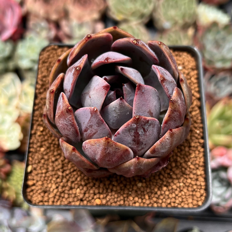 Echeveria 'Apothic Red' 2"-3" Air Magic Hybrid Succulent Plant