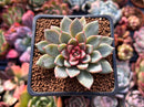 Echeveria sp. 2" Succulent Plant