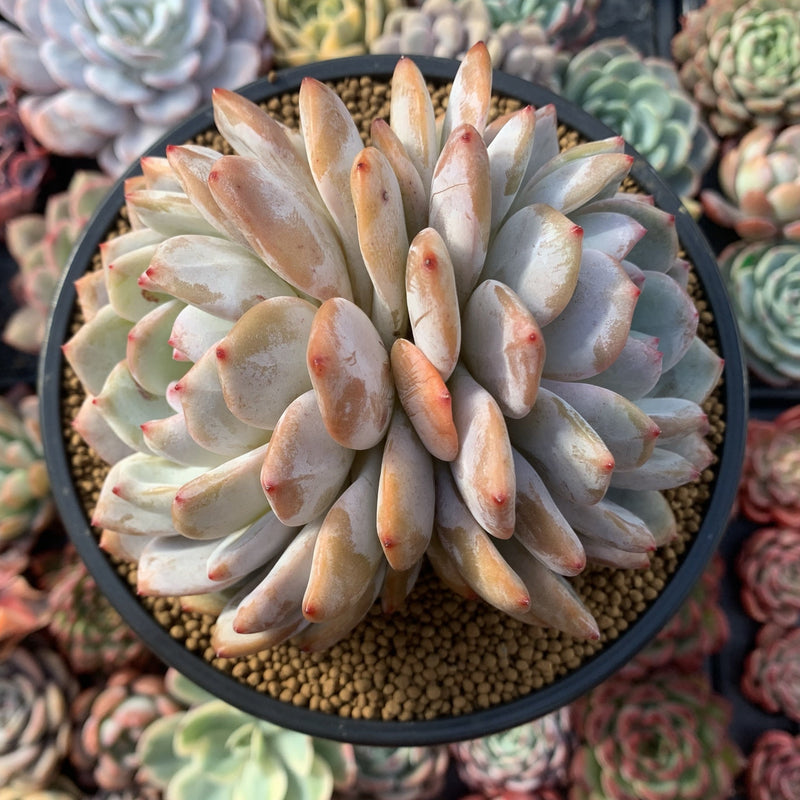 Echeveria 'Orange Monroe' Double Headed Cluster 5" Succulent Plant