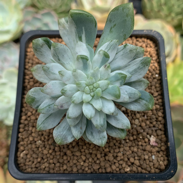 Sedeveria 'Blue Elf' Variegated 2" Succulent Plant