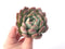 Echeveria 'Starmark' 4" Large Succulent Plant