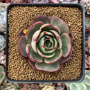 Echeveria Agavoides 'Pink Flora' 2"-3" Succulent Plant