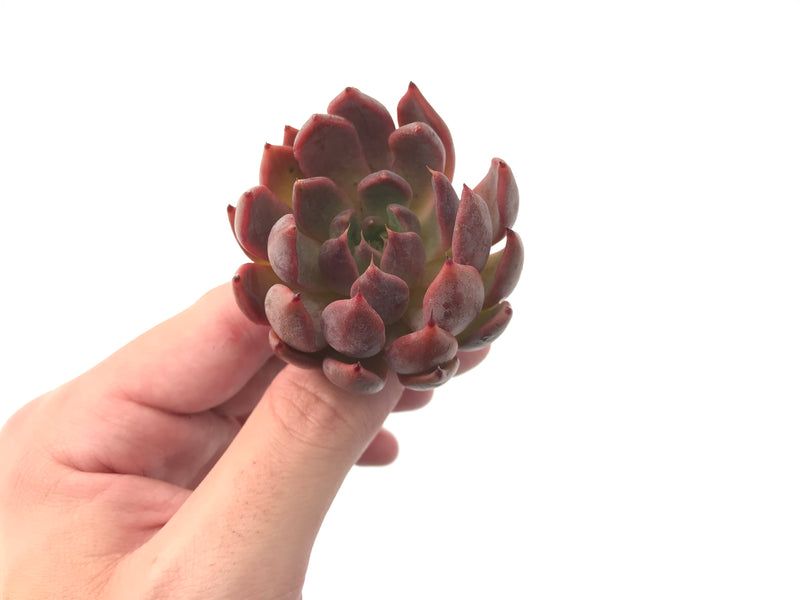 Echeveria Agavoides 'Magic Plot' 3" Succulent Plant