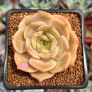 Echeveria 'Angelina' 2" Succulent Plant