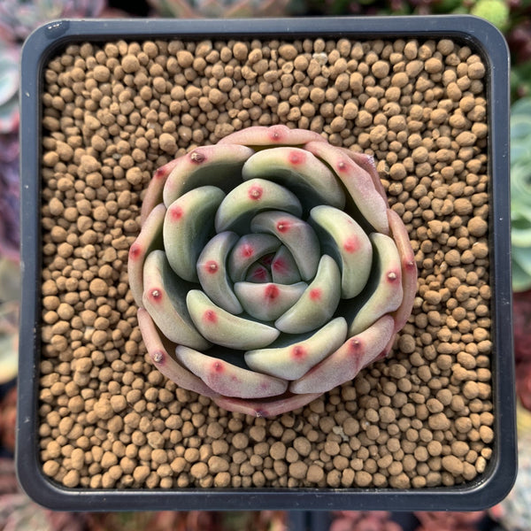 Echeveria Agavoides 'Shallot' 2" Succulent Plant