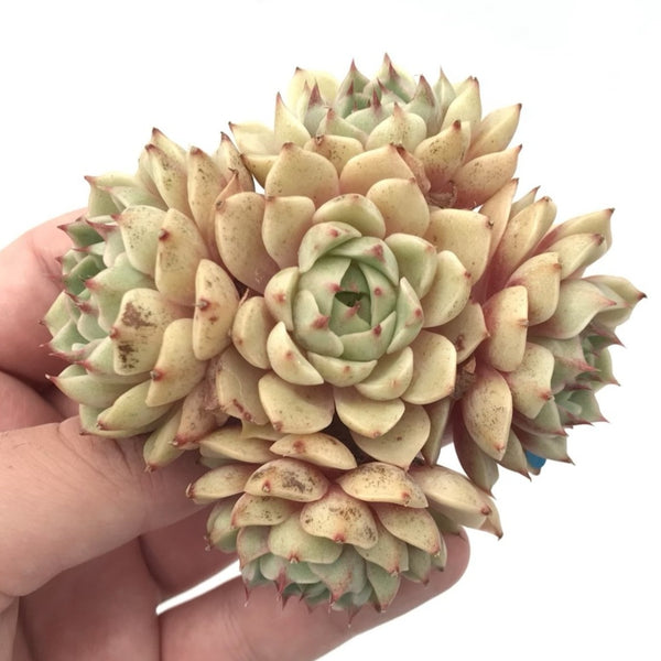 Echeveria ‘Ben Badis’ Cluster 2"-3” Succulent Plant