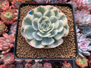 Echeveria 'Compton Caoursel' Variegated 3" Succulent Plant