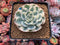 Echeveria 'Compton Caoursel' Variegated 3" Succulent Plant