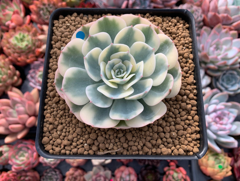 Echeveria 'Compton Caoursel' Variegated 3" Succulent Plant