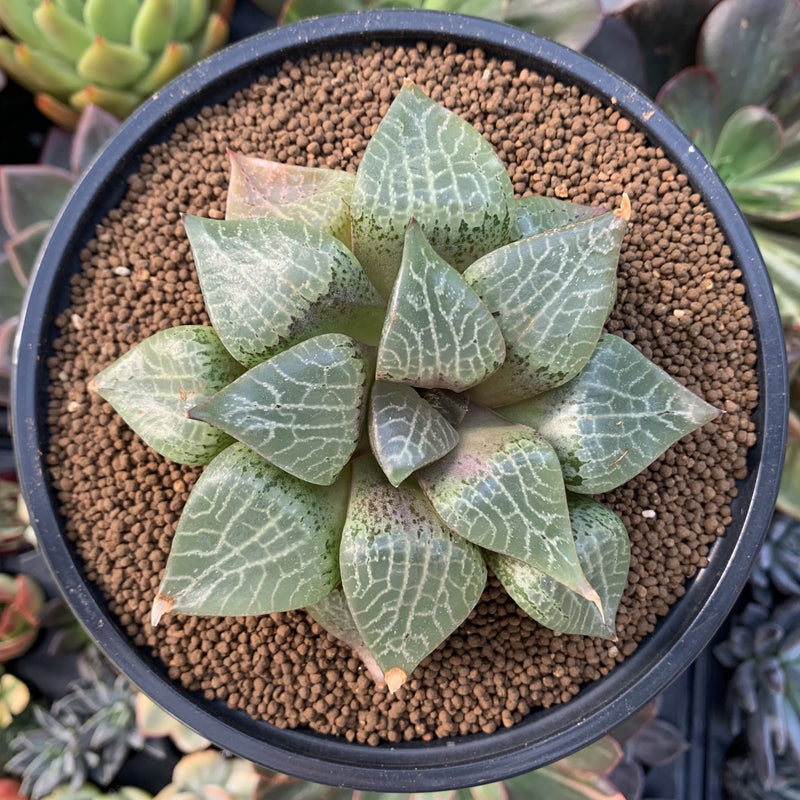 Haworthia Comptoniana Hybrid 3"-4" Succulent Plant