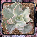 Echeveria 'Japan Moon River' Unique Variegated 3" Succulent Plant