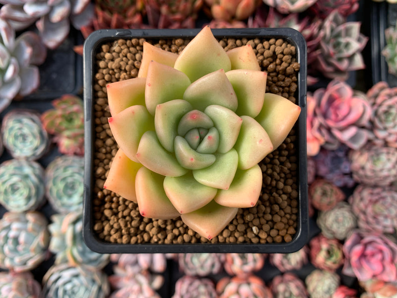 Echeveria Agavoides 'Lydia' 2"-3" Succulent Plant