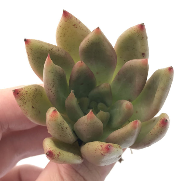 Echeveria Agavoides 'Pysche' 3" Succulent Plant