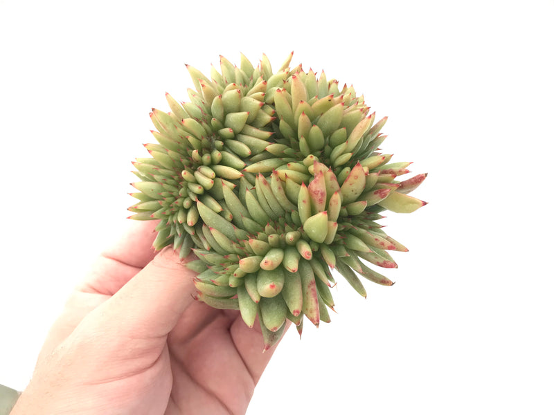 Echeveria Agavoides Crested 4" Succulent Plant