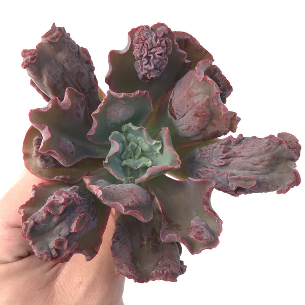 Echeveria 'Linguas' 3"-4" Succulent Plant