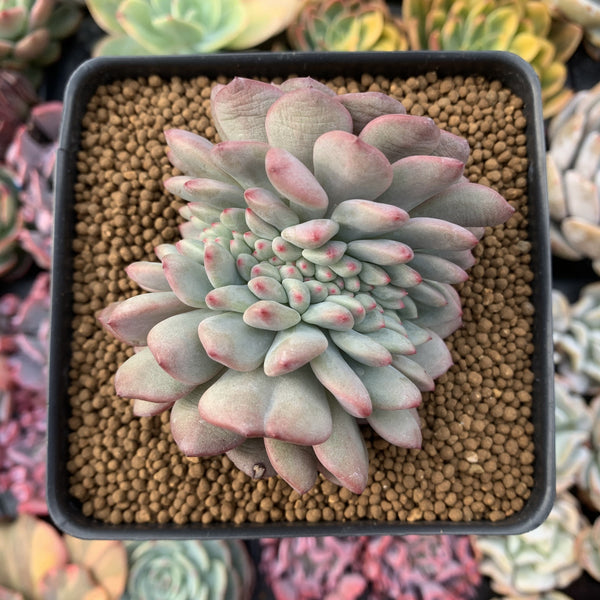 Echeveria 'Ariel' Crested 3"-4" Succulent Plant