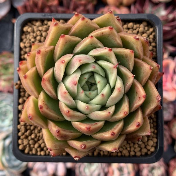 Echeveria Agavoides 'Spicy' 3" Succulent Plant