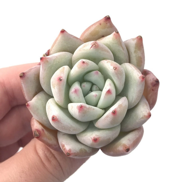 Echeveria ‘Colorata’ 1"-2” Rare Succulent Plant