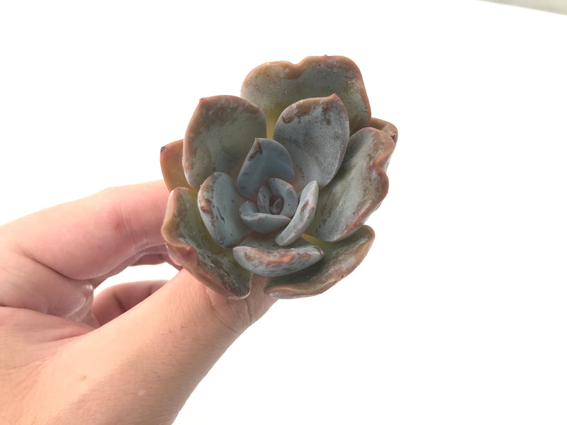 Echeveria 'Bambino' 2" Rare Succulent Plant