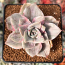 Graptopetalum 'Bainesii' Special Variegation 2" Succulent Plant