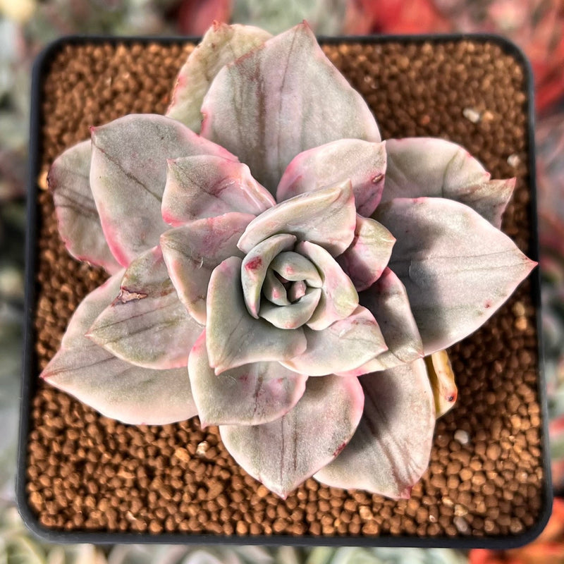 Graptopetalum 'Bainesii' Special Variegation 2" Succulent Plant