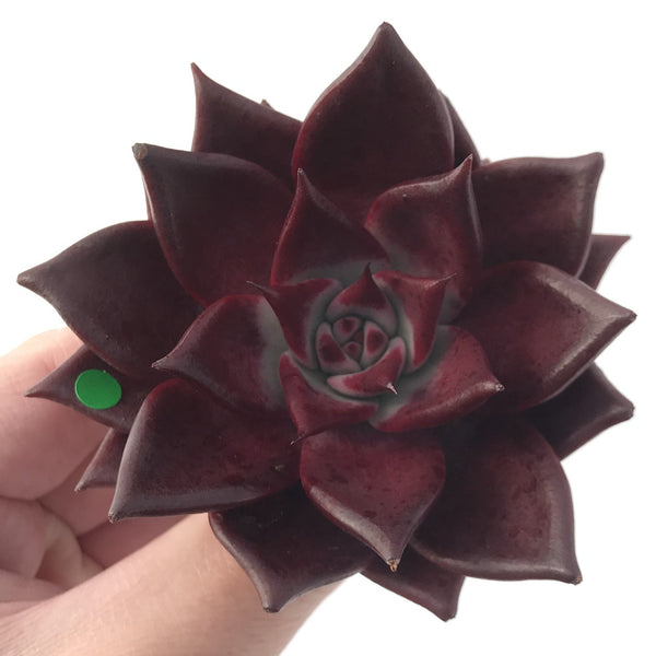 Echeveria Agavoides 'Luming' 4" Succulent Plant