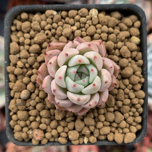 Echeveria 'Sarabony' Hybrid 1/2" Seedling Succulent Plant