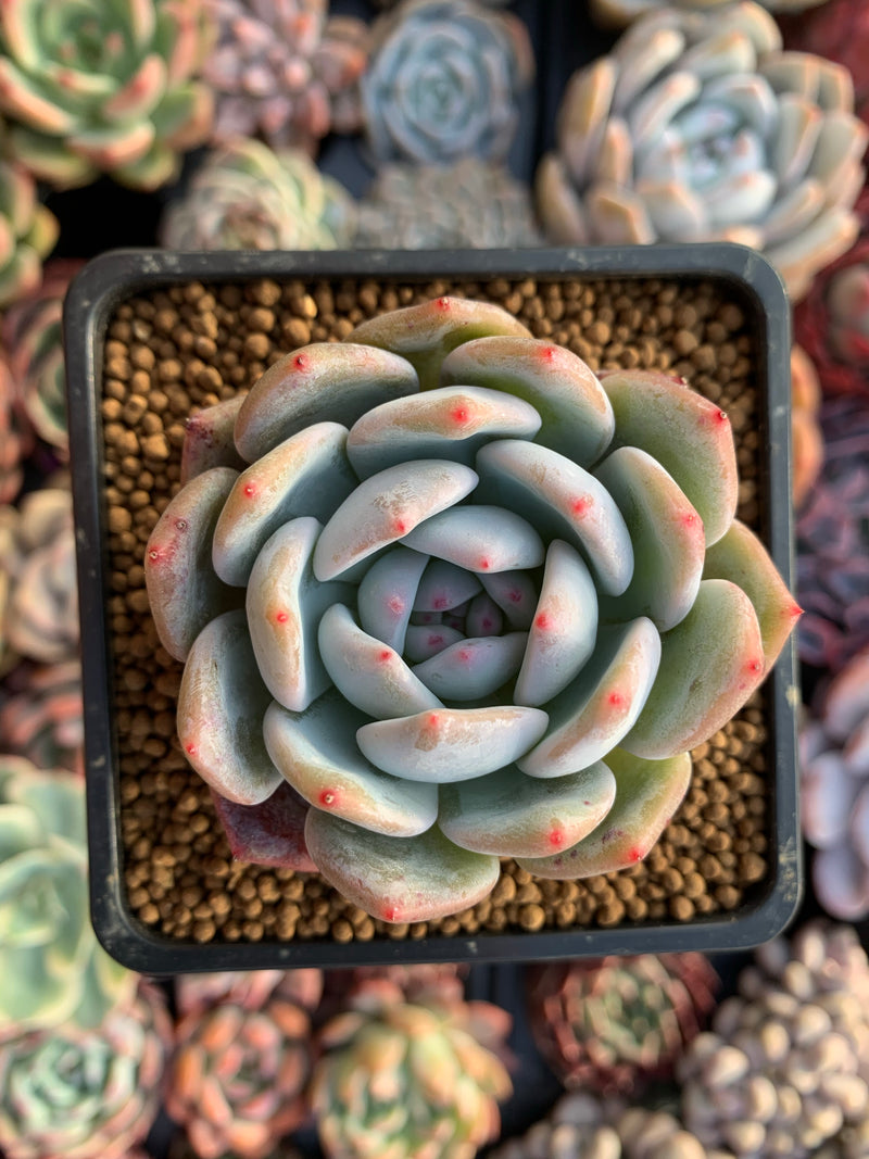 Echeveria 'Orange Monroe' 3" Succulent Plant