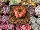 Echeveria Agavoides 'Hestia' 1" Succulent Plant